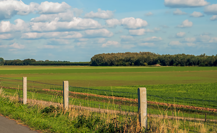 image meadow