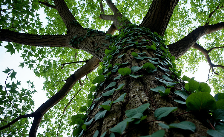Grote groene boom
